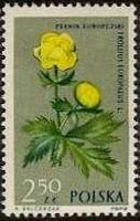 Poland 1962 Protected Flowers-Stamps-Poland-StampPhenom