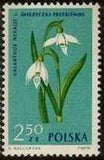 Poland 1962 Protected Flowers-Stamps-Poland-StampPhenom