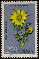 Poland 1962 Protected Flowers-Stamps-Poland-StampPhenom