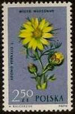 Poland 1962 Protected Flowers-Stamps-Poland-StampPhenom