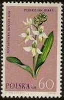 Poland 1962 Protected Flowers-Stamps-Poland-StampPhenom