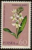 Poland 1962 Protected Flowers-Stamps-Poland-StampPhenom