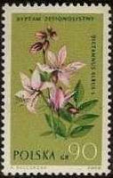 Poland 1962 Protected Flowers-Stamps-Poland-StampPhenom