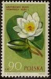 Poland 1962 Protected Flowers-Stamps-Poland-StampPhenom