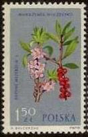 Poland 1962 Protected Flowers-Stamps-Poland-StampPhenom