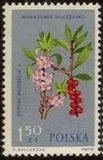 Poland 1962 Protected Flowers-Stamps-Poland-StampPhenom