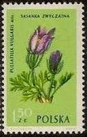 Poland 1962 Protected Flowers-Stamps-Poland-StampPhenom