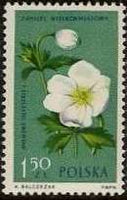 Poland 1962 Protected Flowers-Stamps-Poland-StampPhenom