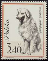 Poland 1963 Dogs-Stamps-Poland-StampPhenom