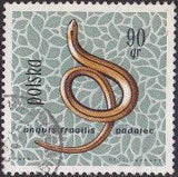 Poland 1963 Protected Reptiles and Amphibians-Stamps-Poland-StampPhenom