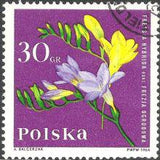 Poland 1964 Garden Flowers-Stamps-Poland-StampPhenom