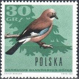 Poland 1966 Forest Birds-Stamps-Poland-StampPhenom