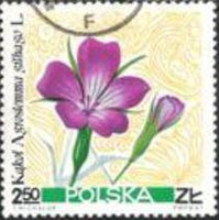 Poland 1967 Pastural Flowers-Stamps-Poland-StampPhenom