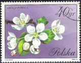 Poland 1971 Flowering Trees-Stamps-Poland-StampPhenom