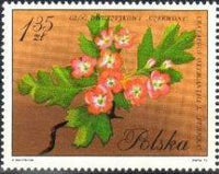 Poland 1971 Flowering Trees-Stamps-Poland-StampPhenom