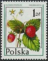 Poland 1977 Forest Fruits-Stamps-Poland-StampPhenom