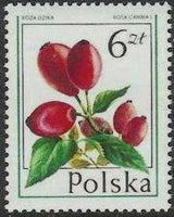 Poland 1977 Forest Fruits-Stamps-Poland-StampPhenom