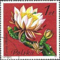 Poland 1981 Succulent Flowers-Stamps-Poland-StampPhenom