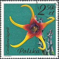 Poland 1981 Succulent Flowers-Stamps-Poland-StampPhenom