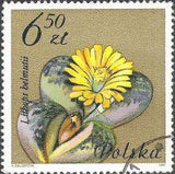 Poland 1981 Succulent Flowers-Stamps-Poland-StampPhenom