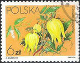 Poland 1984 Clematis Flowers-Stamps-Poland-StampPhenom