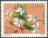 Poland 1984 Clematis Flowers-Stamps-Poland-StampPhenom
