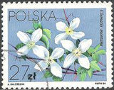Poland 1984 Clematis Flowers-Stamps-Poland-StampPhenom