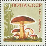 Russia 1964 Butter Mushroom (Boletus luteus) - Russia-1964-Butter-Mushroom-Boletus-luteus