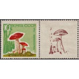 Russia 1964 Red-capped Scaber Stalk (Leccinum aurantiacum) - Russia-1964-Red-capped-Scaber-Stalk-Leccinum-aurantiacum