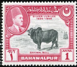 Bahawalpur 1949 Zebu (Bos taurus indicus)
